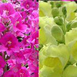 Snapdragon