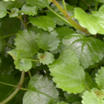 Swedish Ivy