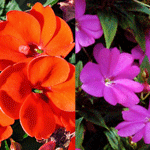 Sunpatiens