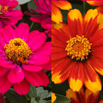 Zinnia