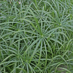 Cyperus