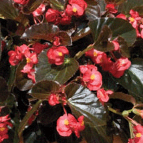 Begonia Whopper Red Bronze Leaf