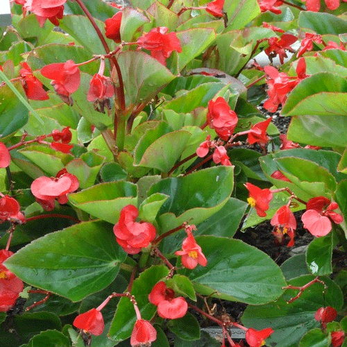 Begonia Whopper Red Green Leaf