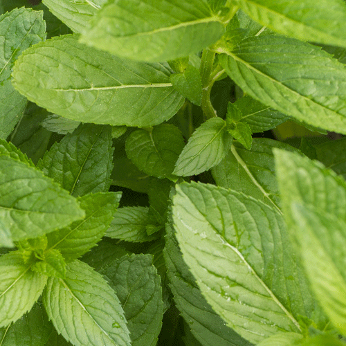 Spearmint