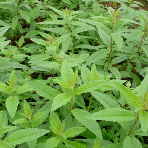 Verbena