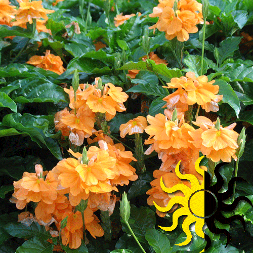 Crossandra