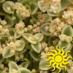 Sedum