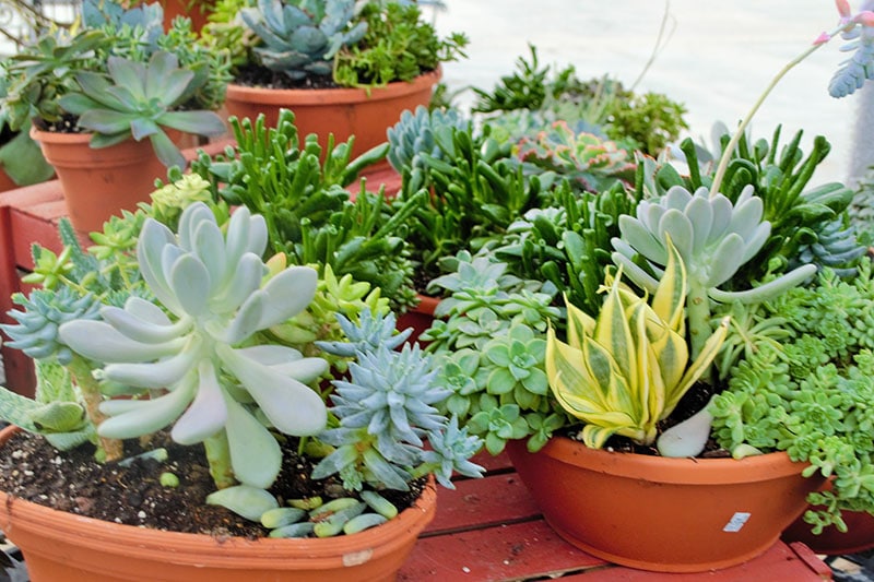 Our Greenhouse Stutzmans Greenhouse & Garden Centers