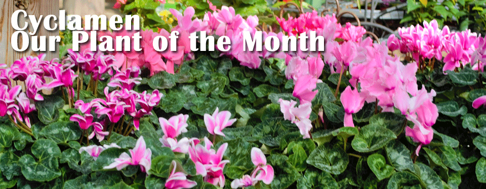 February Plant of the Month – Cyclamen