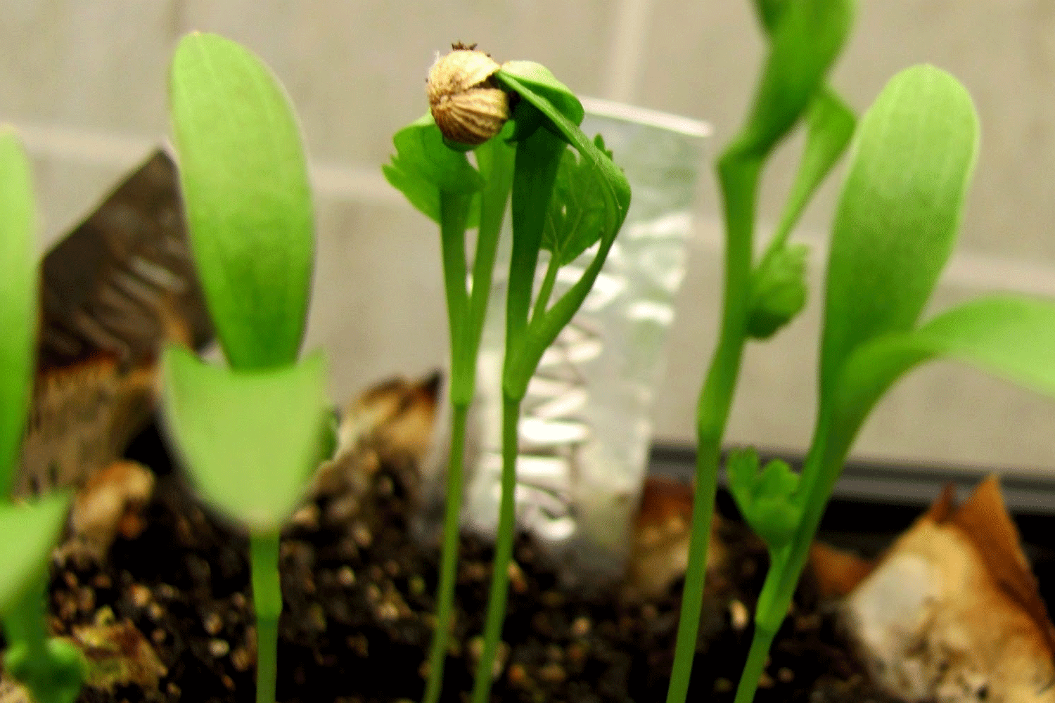 Want to Start Your Garden Indoors?