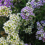 Seedlings – Starting them Indoors