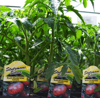 GMO’s – We Do Not Sell Them