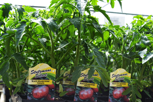 GMO’s – We Do Not Sell Them