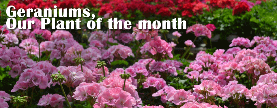 Geraniums – May Plant of the Month