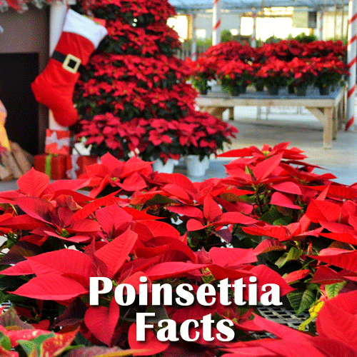 Poinsettia Planting