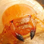 Grub Worms