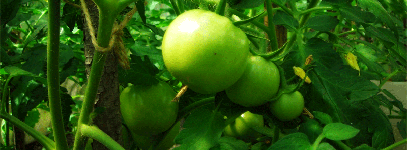 Green Tomato Relish
