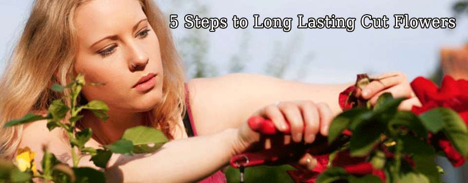 5 Steps to Long-Lasting Cut Flowers