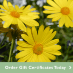 Free Shipping for Our Gift Certificates