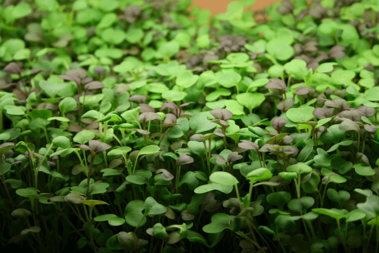 Microgreens for Winter Health & Taste