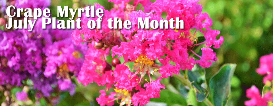 Crape Myrtle – July Plant of the Month