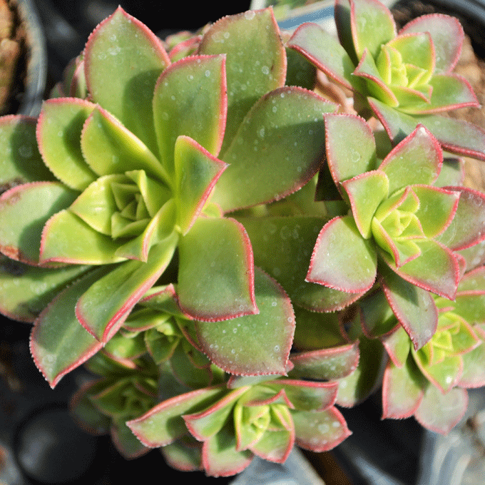 Succulents - Stutzmans Greenhouse & Garden Centers