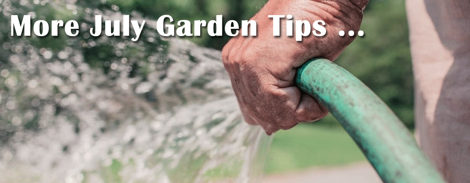 July Garden Tips