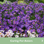 Caring for Asters