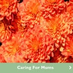 Caring for Your Mums