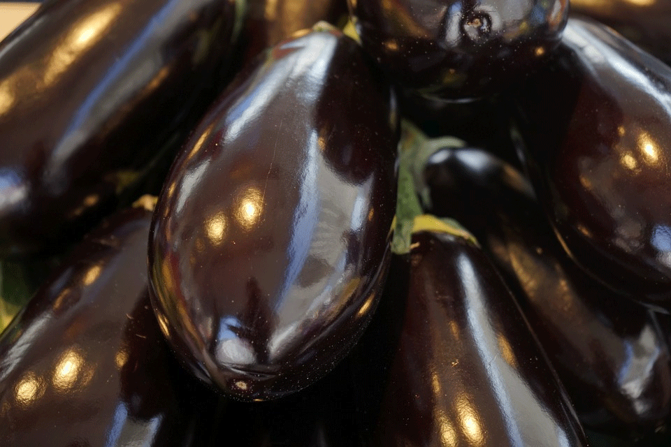 Eggplant Harvest and Storage
