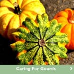 Keep Your Gourds Gorgeous