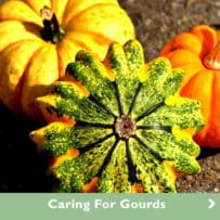 Keep Your Gourds Gorgeous