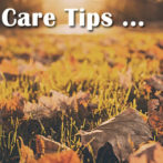 Fall Lawn Care Tips