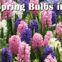Planting Spring Bulbs in the Fall