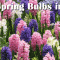 Planting Spring Bulbs in the Fall