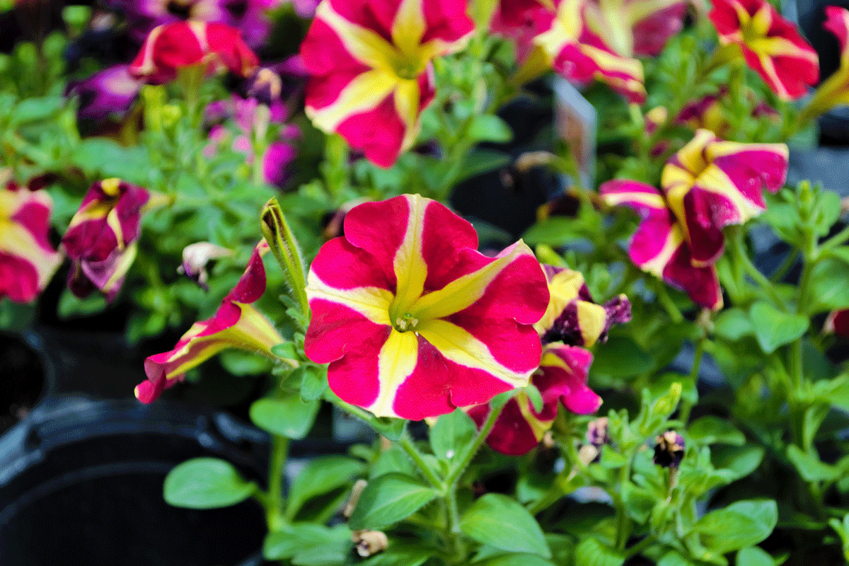 annuals Stutzmans Greenhouse & Garden Centers
