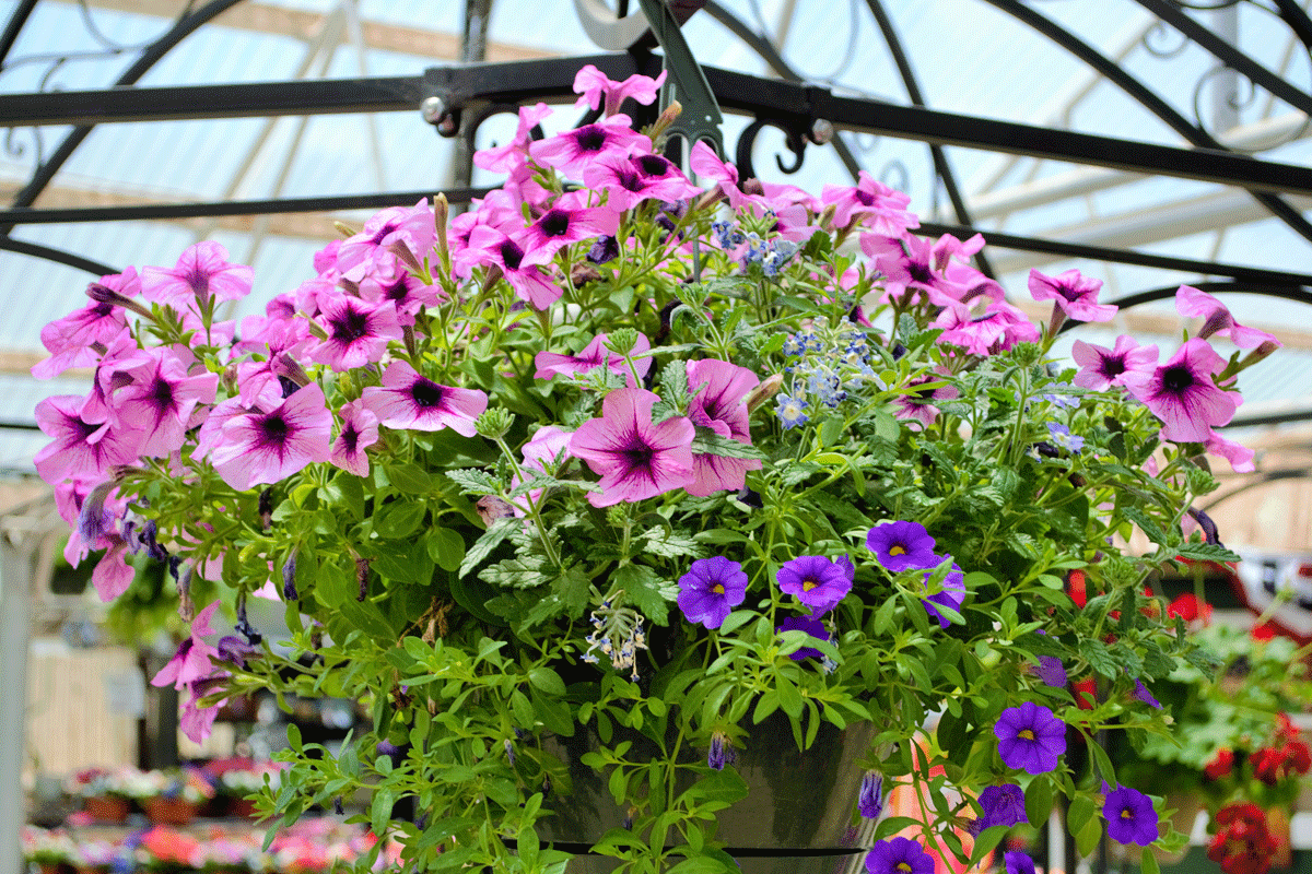 hangingbaskets Stutzmans Greenhouse & Garden Centers