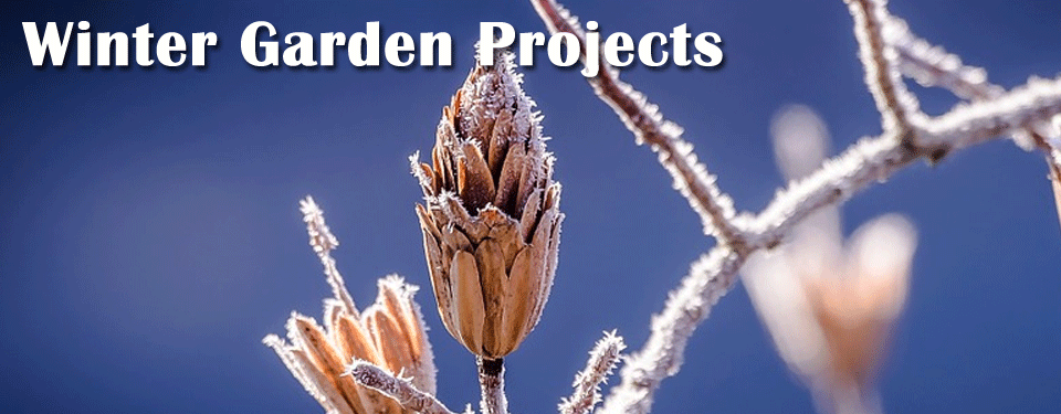 Winter Projects