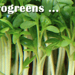 Grow Microgreens