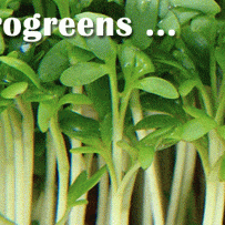 Grow Microgreens