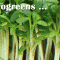 Grow Microgreens