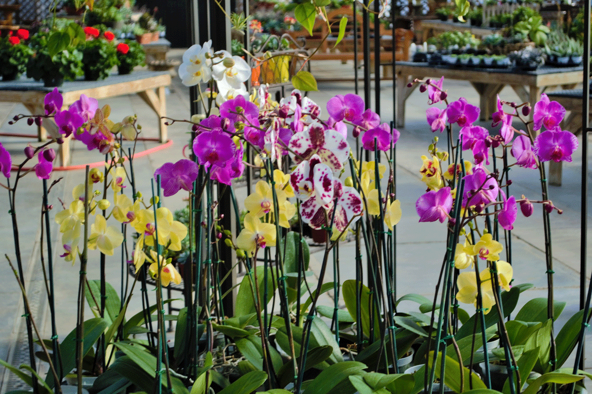 How to Grow Orchids Indoors - Stutzmans Greenhouse & Garden Centers