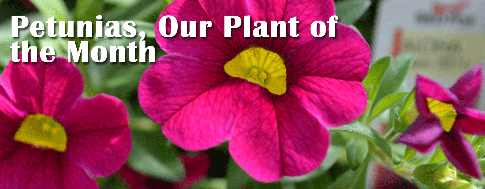 Petunias