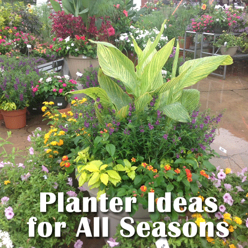 Planter Ideas
