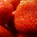 What’s Your Favorite Fruit?