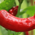Hot News About Peppers