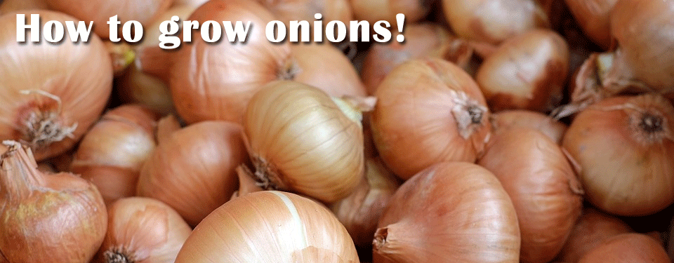 Onions
