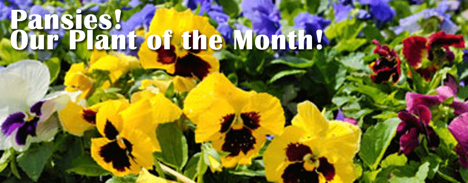 Pansies