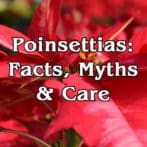 Poinsettias