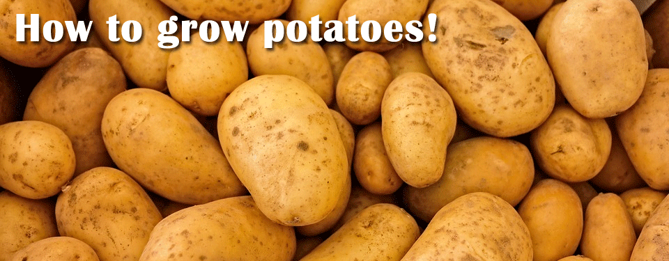 Potatoes